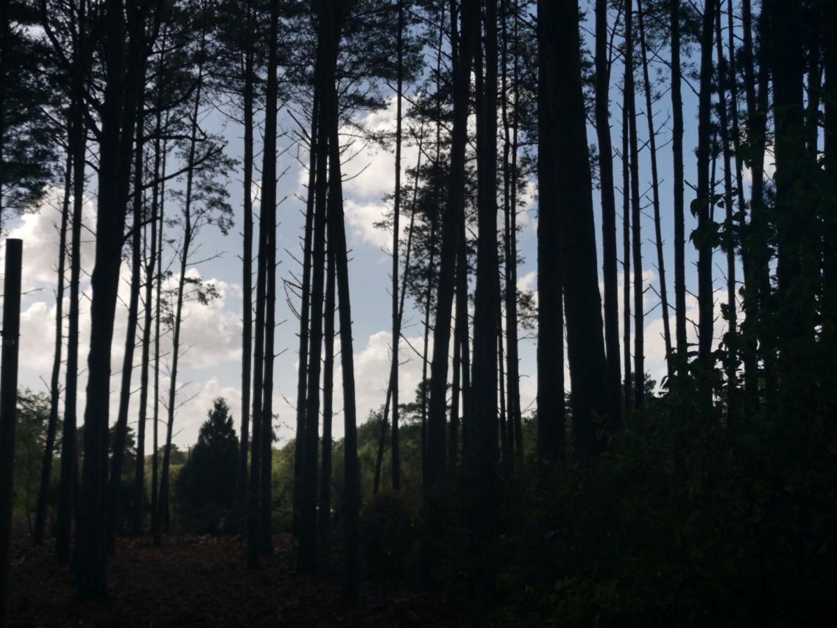 Forest Heath Shepherd'S Huts 灵伍德 外观 照片